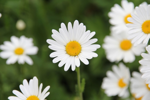 Landesgartenschau   078.jpg